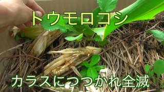 『家庭菜園だより』 ♯０２　プランターで育てる野菜　トウモロコシとスイカ　失敗と再チャレンジ