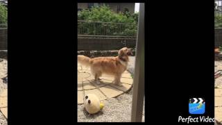 ゴールデンレトリバーとボール遊び Golden Retriever and Ball Play