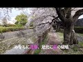 16【荒川総合運動公園の桜のトンネル】雨上り、花筏と舞い散る花びらの中を散歩。さいたま市桜区の荒川総合運動公園にある見事な桜並木です。満開から少し散り始めた4月12日の風景。 桜並木 桜のトンネル