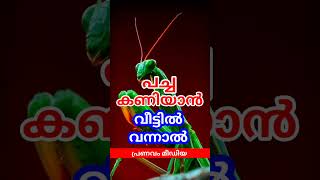 പച്ചതുള്ളൻ വീട്ടിൽ വന്നാൽ #pranavammedia #astrology #shortvideo