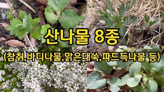 산나물 8종