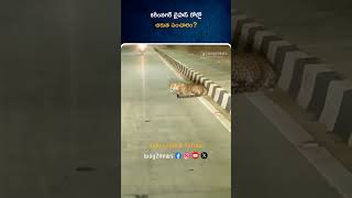 కరీంనగర్ బైపాస్ రోడ్లో చిరుత సంచారం? | Karimnagar | Telangana | Way2news Telugu