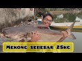 Azim rasa tarikan patin mekong antara spesies patin terbesar 😨😲