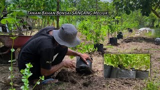 การเพาะปลูกวัสดุบอนไซ Sancang ที่บิดเบี้ยวสุดขีดบนพื้นดิน