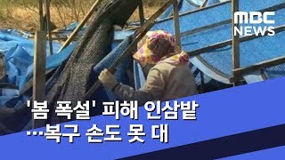 '봄 폭설' 피해 인삼밭…복구 손도 못 대 (2019.04.15/뉴스투데이/MBC)