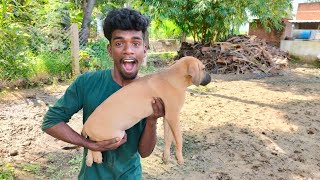 நாய்க்குட்டிகள் 🐕வாங்க போறோம் 🥰|Indian Native Dogs & Puppys| Rajapalayam #Tamizhandogskennel