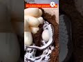 பாம்பு முட்டை போடும் வீடியோ🪱🥚 snake eggs shorts snakeegg beautifulvideo