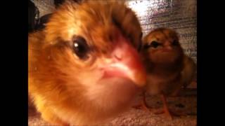 New Baby Chicks  BLRW and Ameraucana