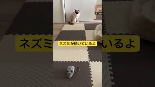 ラグドールのたぬきみたいな猫にネズミのおもちゃを見せてみました #kitten #ragdoll #アライグマ #こねこ #たぬき #ねこ #ラグドール #ラグドール子猫 #cat #ねこのいる生活