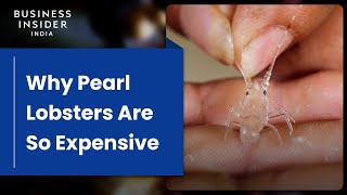 Why Pearl Lobsters Are So Expensive | So Expensive Food
