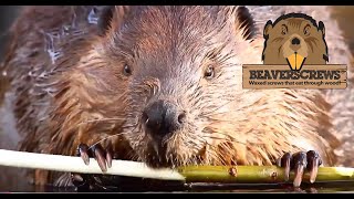 Beaverscrews® Beaver Nature Lover Advert 2019