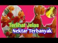 6 Tanaman Penghasil Nektar Terbanyak Yang Terlihat Jelas Dengan Pandangan Mata