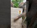 Feeding a Elephant #animallover #cuteannimals