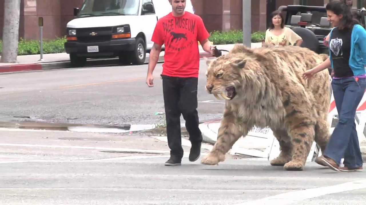 Saber Toothed Cat Struts Down Wilshire Blvd In L A And Doovi Saber Toothed Cat Struts Down Wilshire Blvd In L A And Doovi