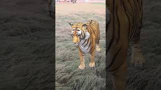 Sher ke hamle se kaise bache#tiger