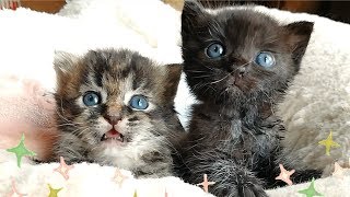 【保護猫】ミルクの時間だよ！ダッシュで駆け寄ってくる黒猫ちゃんと、のんびり屋なキジトラちゃん【生後約２２日】　It's time for  milk!