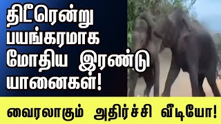 காட்டில் நடந்த பயங்கர மோதல் | #canada #tamil #news #jaffna #elephant #fight