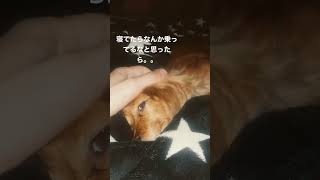 寝てる時だいたいくっついてくる#shorts #犬 #いぬのいる暮らし