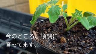 ミニトマトの脇芽 挿し木