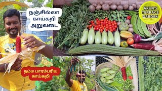 ஆரோக்கியமான வாழ்க்கைக்கு அசத்தலான மாடிதோட்ட காய்கறிகள் | April 1 Harvesting 2023|  summer Harvesting