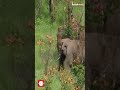 അരിക്കൊമ്പനെ പൂട്ടി കുങ്കിയാനകൾ kumki elephants arikkomban