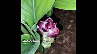 turmeric flower☘️