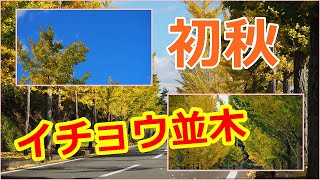 おすすめ！　イチョウ並木　道の駅「瑞穂の里さらびき」　京都府京丹波町