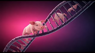 Unlocking Pig Breeding Potential: Genetics Explained