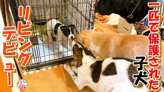 【子犬　保護】ひとりぼっちで保護された子犬いよいよリビングデビュー！