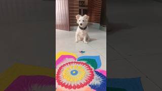 Kukku ki rangoli 🪅🐶 #shorts