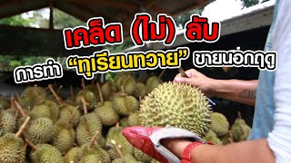 การทำทุเรียนทวาย | การทำทุเรียนนอกฤดู