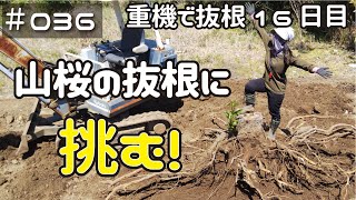 ≪週末DIYから始める移住への道≫ ＃036　素人重機（バックホー・ユンボ）で抜根16日目。ラスボス・山桜の抜根に挑む！！≪アラフィフ開拓≫