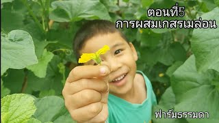 EP.2​ตอนที่5การผสมเกสรเมล่อน