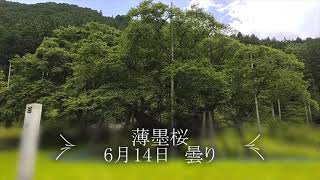 薄墨桜　樽見鉄道　6月14日