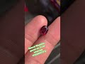 natural rhodolite garnet ur whatsapp 923349071712