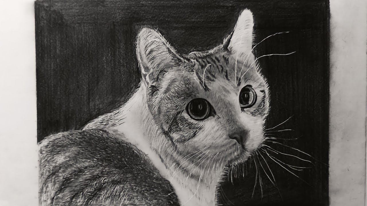 Cat Drawing Realistic Tutorial//how To Draw Cat Realistic Tutorial ...