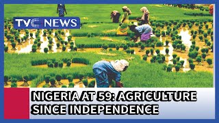 Nigeria @ 59: Agriculture since independence