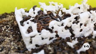 Kenyan scientists study mealworm they say can break down plastics