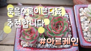 알아서 들이고... 예뻐서 들이고...  사랑스럽죠 #아르케인