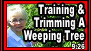 Training \u0026 Trimming A Weeping Tree - Wisconsin Garden Video Blog 610