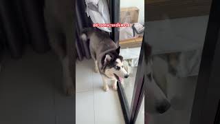 ออกมาเล่นกับคั่วหน่อย #ตลก #husky #บันเทิง #siberianhusky #funny #pets