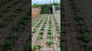 See How Japanese Turn Brick Yard to the Vegetable Garden #shorts #farming #gardening