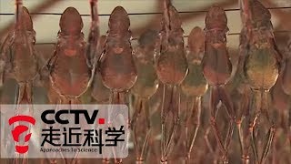 《走近科学》食材新说之林蛙 20160218 | CCTV走近科学官方频道