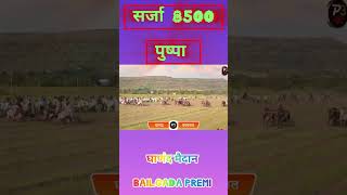 सर्जा 8500 आणि पुष्पा #bailgada premi