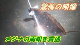 おっちゃんの魚突き１７　メジナの両眼を貫通