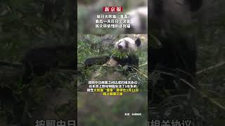 大熊猫“香香”明日启程回国，父母弟弟妹妹将继续留在日本