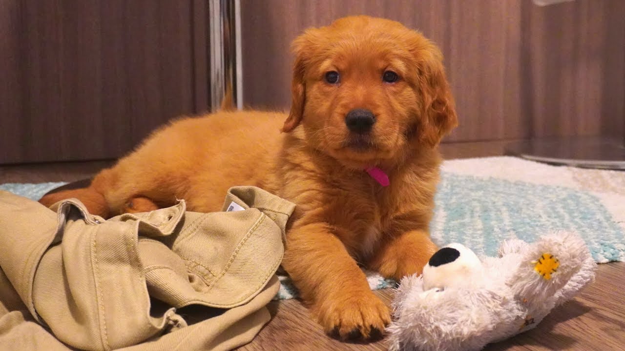 Red Golden Retriever Puppy - First Day Home With 8 Weeks Old Ariel ...