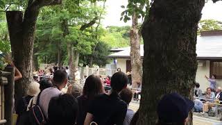 2017年鎌倉八幡宮崇敬者大祭流鏑馬神事 平騎射射手(ゴールデン)