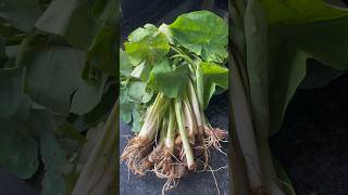 छिटो मिठो अनि सजिलो😋🔥 कर्कलो Taro Plant Amazing recipe #shorts #cooking