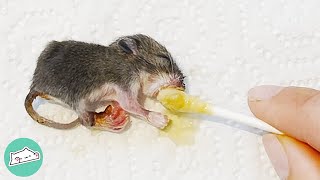 Woman Didn’t Want A Mouse Until This Baby Came Around | Cuddle Buddies